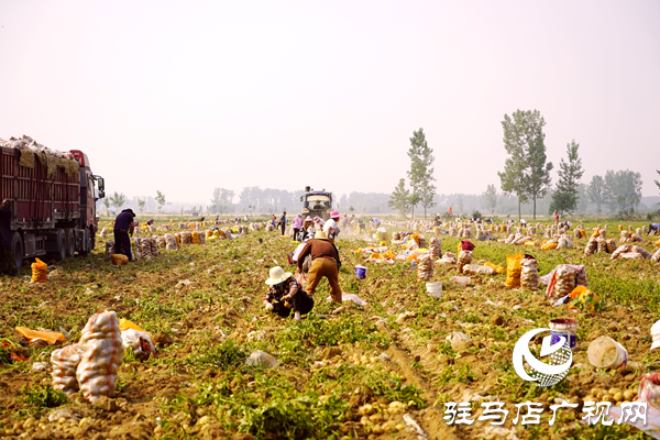  遂平縣褚堂街道：馬鈴薯喜獲豐收，助力鄉村振興
