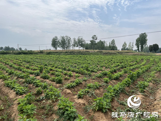 泌陽縣盤古鄉：特色種養繪就鄉村振興新圖景