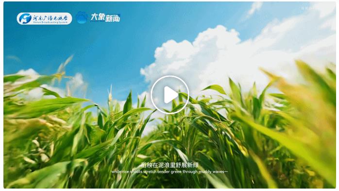 中國(guó)節(jié)氣·芒種丨左手收麥浪，右手種希望