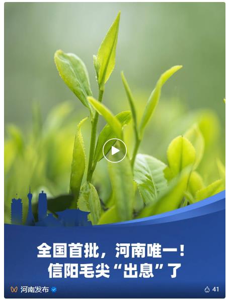 河南這一口茶，真香！