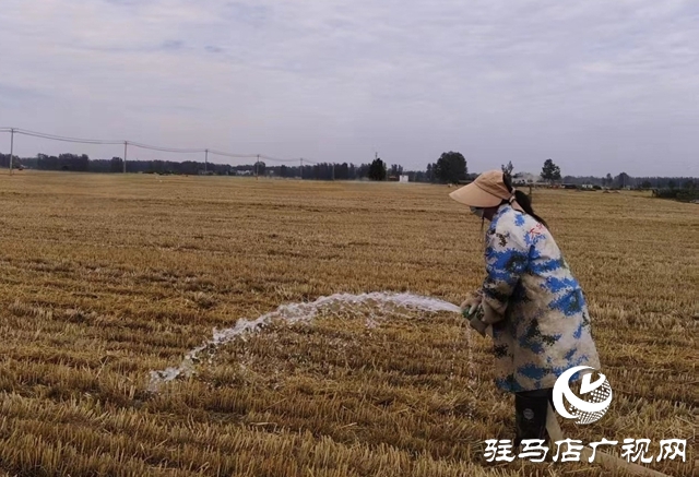  西平縣柏城街道搶修機(jī)井保灌溉護(hù)航秋糧豐收