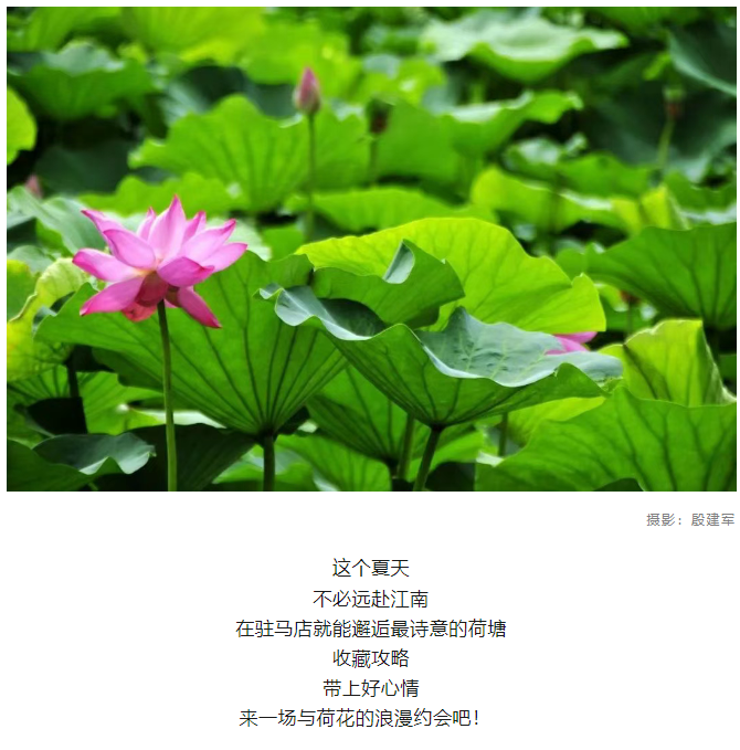 【夏日限定】駐馬店賞荷全攻略！這幾個絕美荷塘，錯過再等一年！