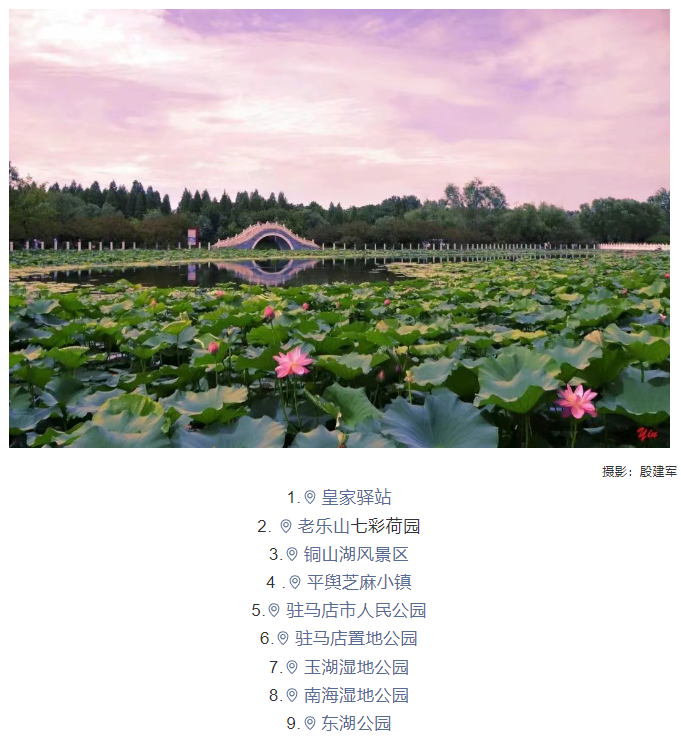 【夏日限定】駐馬店賞荷全攻略！這幾個絕美荷塘，錯過再等一年！