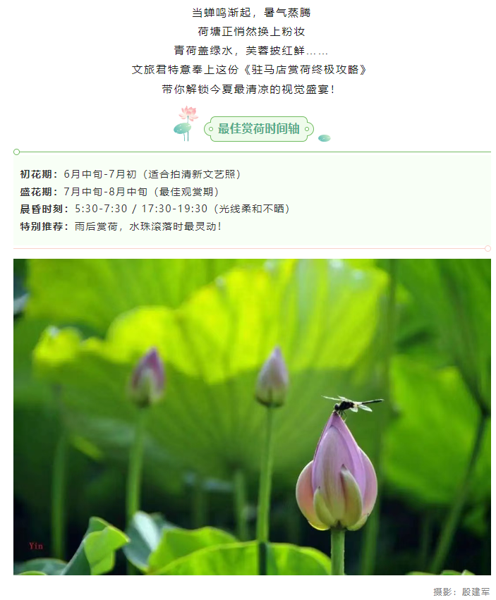 【夏日限定】駐馬店賞荷全攻略！這幾個絕美荷塘，錯過再等一年！