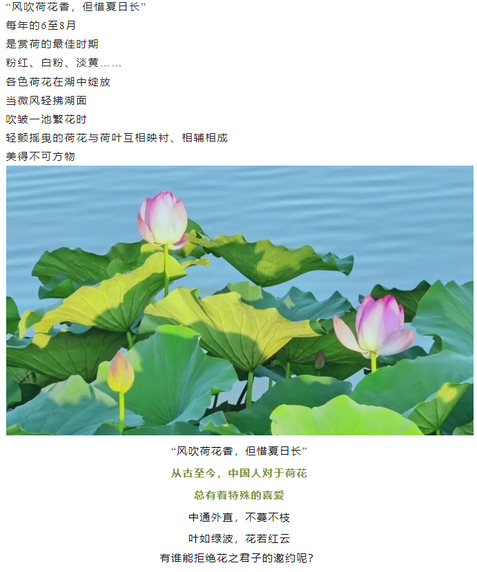 【夏日限定】駐馬店賞荷全攻略！這幾個絕美荷塘，錯過再等一年！
