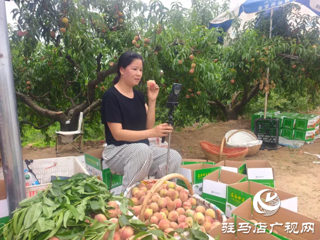 手機成“新農具” 直播變“新農活”！泌陽果農破局林果銷售助鄉村振興