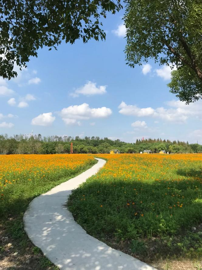 闖入夏日童話！上海近郊竟然有片23000㎡免費浪漫花?！? /></p>
<p style=