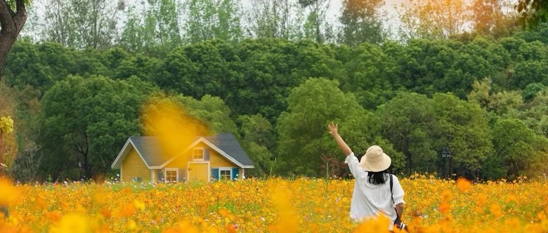 闖入夏日童話！上海近郊竟然有片23000㎡免費浪漫花海→