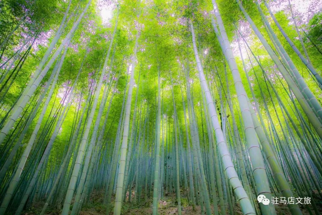 跟著文旅君玩轉(zhuǎn)駐馬店！開啟鄉(xiāng)村休閑體驗(yàn)之旅→