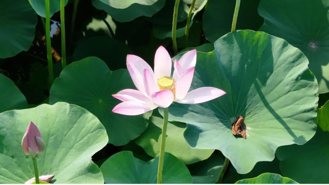 　　這個夏天，滿屏“綠肥紅瘦”申請出戰