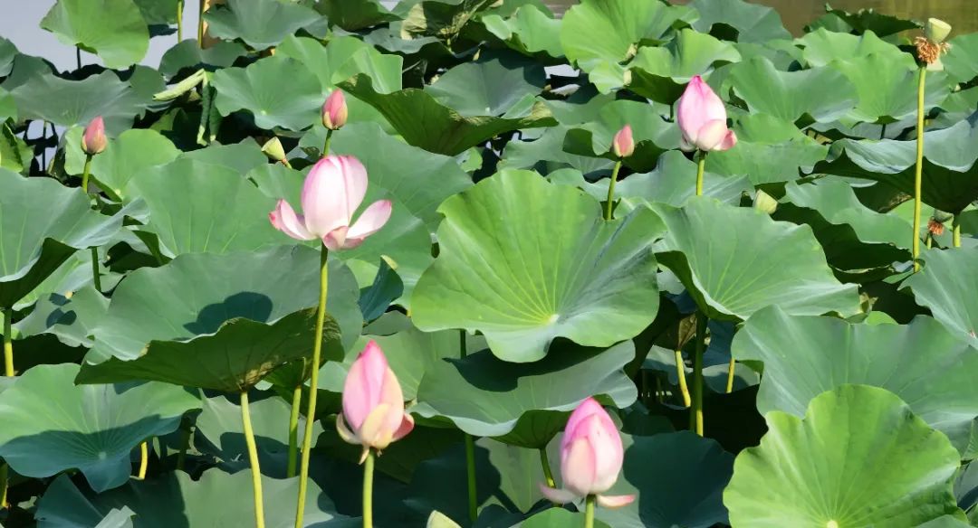 　　這個夏天，滿屏“綠肥紅瘦”申請出戰