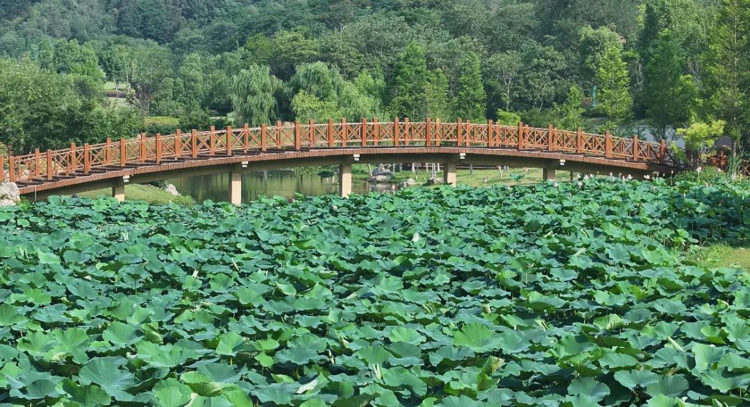 　　這個夏天，滿屏“綠肥紅瘦”申請出戰
