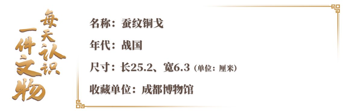 青銅戈上刻蠶紋 這是古蜀人種桑養蠶的實證
