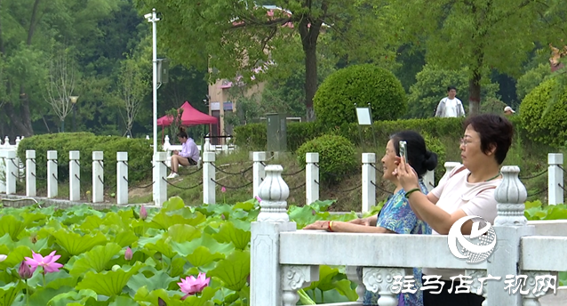 夏日限定！置地公園荷花盛開 成為市民賞荷打卡好去
