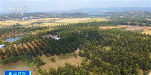 年產量超2億噸！我國多地森林食物迎來夏季采收