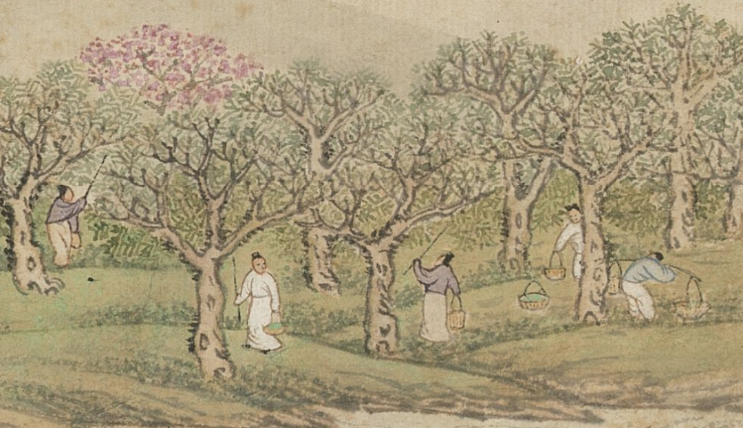 青銅戈上刻蠶紋 這是古蜀人種桑養蠶的實證