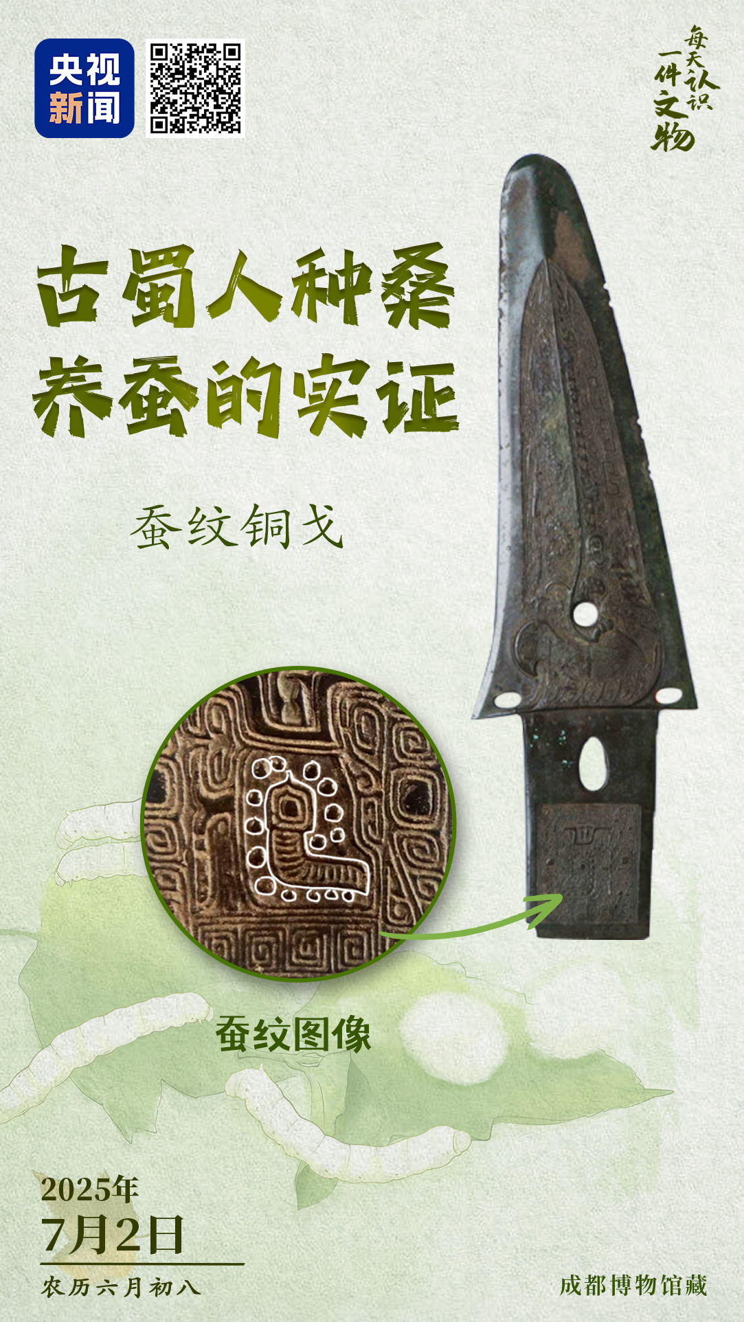 青銅戈上刻蠶紋 這是古蜀人種桑養蠶的實證