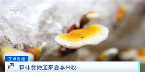 年產量超2億噸！我國多地森林食物迎來夏季采收