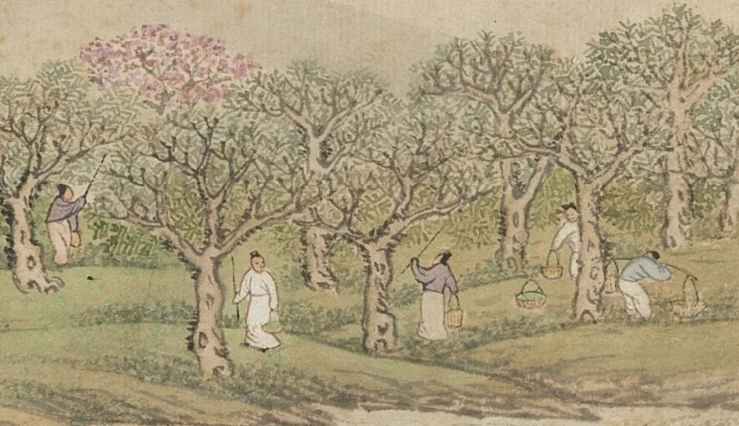 文博日歷丨青銅戈上刻蠶紋 這是古蜀人種桑養(yǎng)蠶的實證