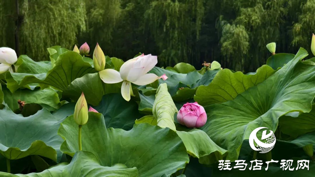 【大美天中】泌陽現“水晶天”！漢風古韻與湖光云影同框