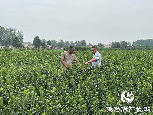 朱樹旗：盤活土地興產(chǎn)業(yè) 實(shí)干擔(dān)當(dāng)促振興