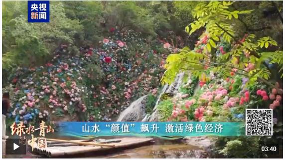 綠水青山的中國丨萬鷺舞云端！河南欒川的生態蝶變