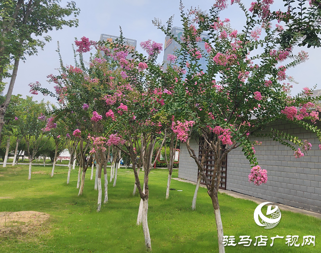 【大美天中】花開盛夏 邂逅一城紫薇的浪漫