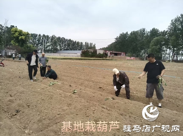 小葫蘆大產業 特色種植繪就鄉村振興新圖景