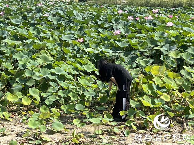 夏日賞荷正當時 莫讓折葉煞風景