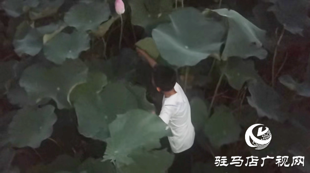 夏日賞荷正當時 莫讓折葉煞風景