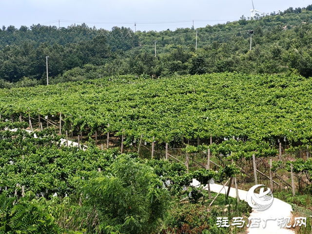 確山縣竹溝鎮肖莊村：葡萄滿枝映荒山 特色種植帶農增收
