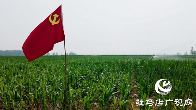  西平縣委書(shū)記侯公濤深入部分鄉(xiāng)鎮(zhèn)一線調(diào)研抗旱保秋工作