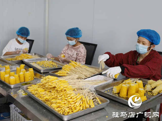 新蔡縣澗頭鄉：玉米“串”起增收路