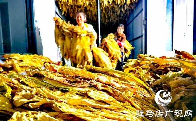 泌陽(yáng)縣郭集鎮(zhèn)：黨建引領(lǐng) 助力煙農(nóng)將“綠葉子”變成“金票子”