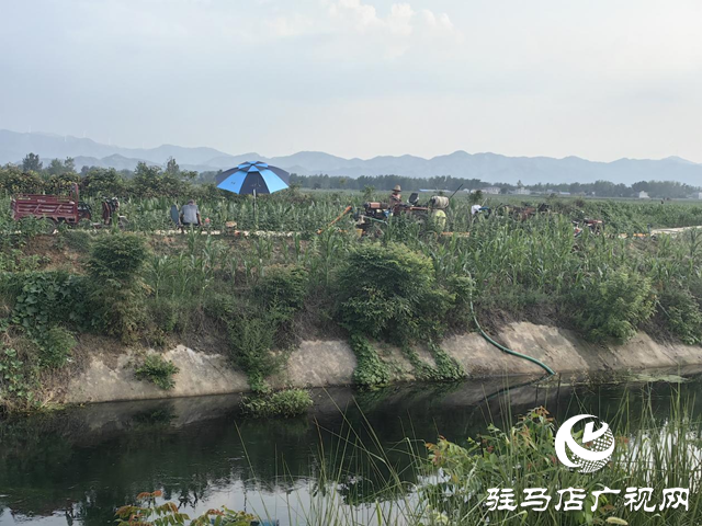 駐馬店市驛城區：凝心聚力戰高溫 抗旱補墑保秋糧