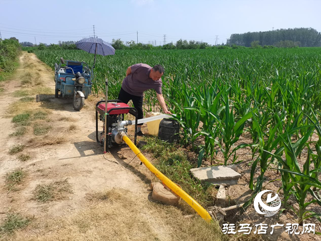 駐馬店市驛城區：凝心聚力戰高溫 抗旱補墑保秋糧