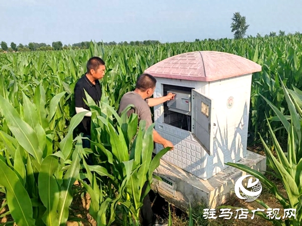 平輿縣楊埠鎮：抗旱保秋“水”到渠成 秋糧豐收根基牢筑