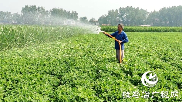 平輿縣楊埠鎮：抗旱保秋“水”到渠成 秋糧豐收根基牢筑