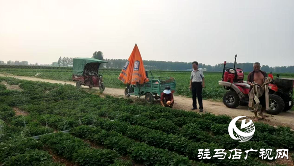平輿縣十字路鄉：凝心聚力抗旱情 全力以赴保秋糧