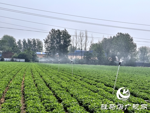 平輿縣：全力以赴抗旱保苗 夯實秋糧豐收基礎