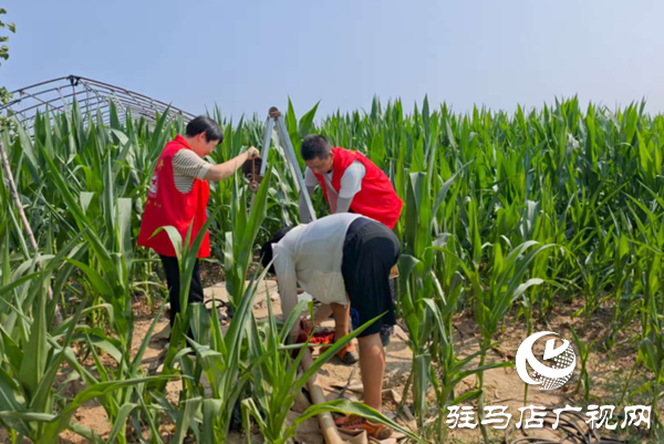  西平嫘祖鎮：黨員干部田間助力，力保秋糧穩產