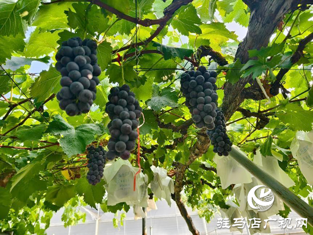 驛城區水屯鎮：小葡萄串起鄉村致富路