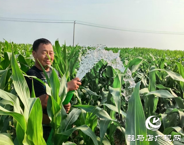  西平縣柏城街道：干群同心 打響抗旱保秋攻堅戰