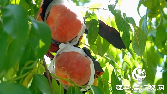 新蔡宋崗：桃熟滿枝頭 果農采摘忙