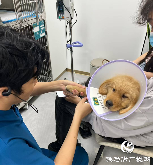 高溫持續(xù) 留守寵物如何安然度夏？