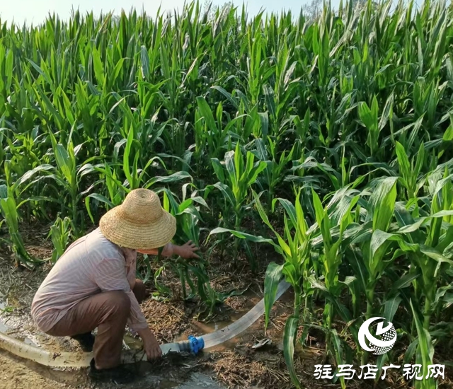  西平縣柏城街道：干群同心 打響抗旱保秋攻堅戰