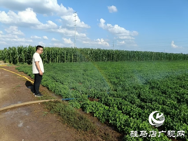  西平縣柏城街道：干群同心 打響抗旱保秋攻堅戰