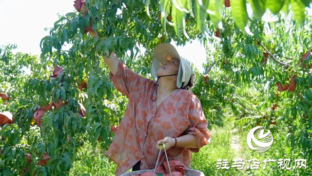 新蔡宋崗：桃熟滿枝頭 果農采摘忙