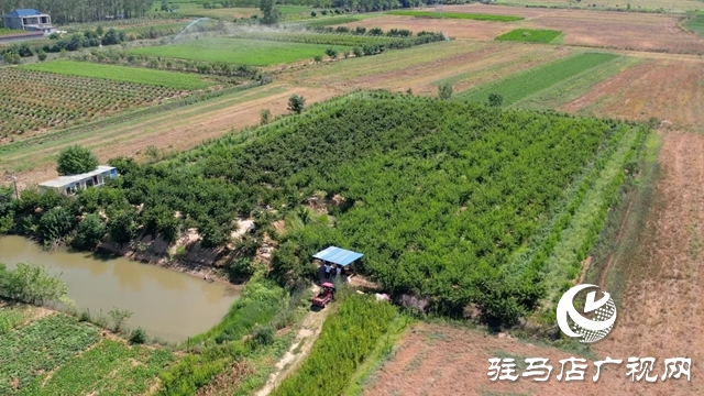 新蔡宋崗：桃熟滿枝頭 果農采摘忙