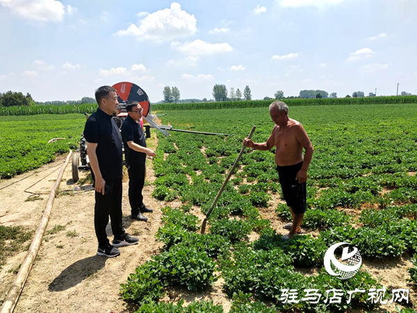 平輿縣射橋鎮：繃緊“抗旱弦” 守住“秋糧倉”全鎮上下齊發力筑牢豐收防線